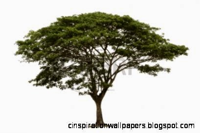 Rain Tree Samanea Saman Tree In Thailand isolated On White Rain Tree Samanea Saman Tree In Thailand isolated On White