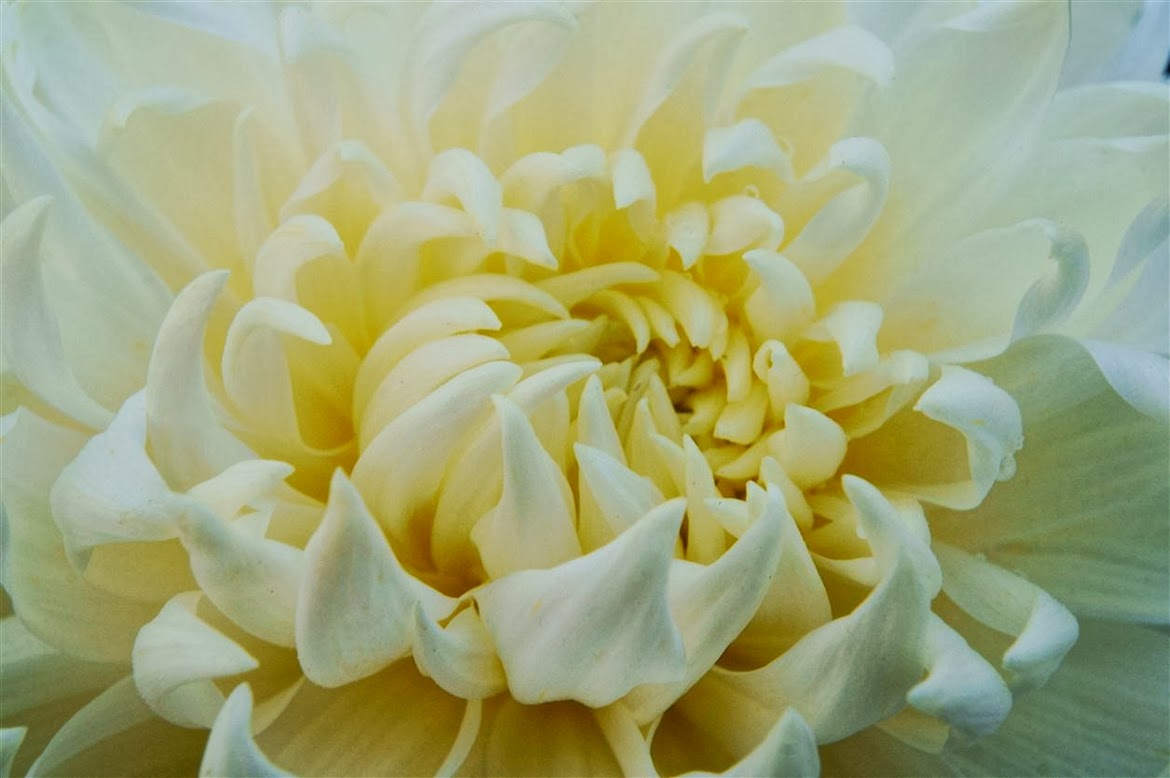 معارض أجمل الخلفيات بالعالم Hd Wallpapers ورد أصفر Hd معارض أجمل الخلفيات بالعالم Hd Wallpapers ورد أصفر Hd