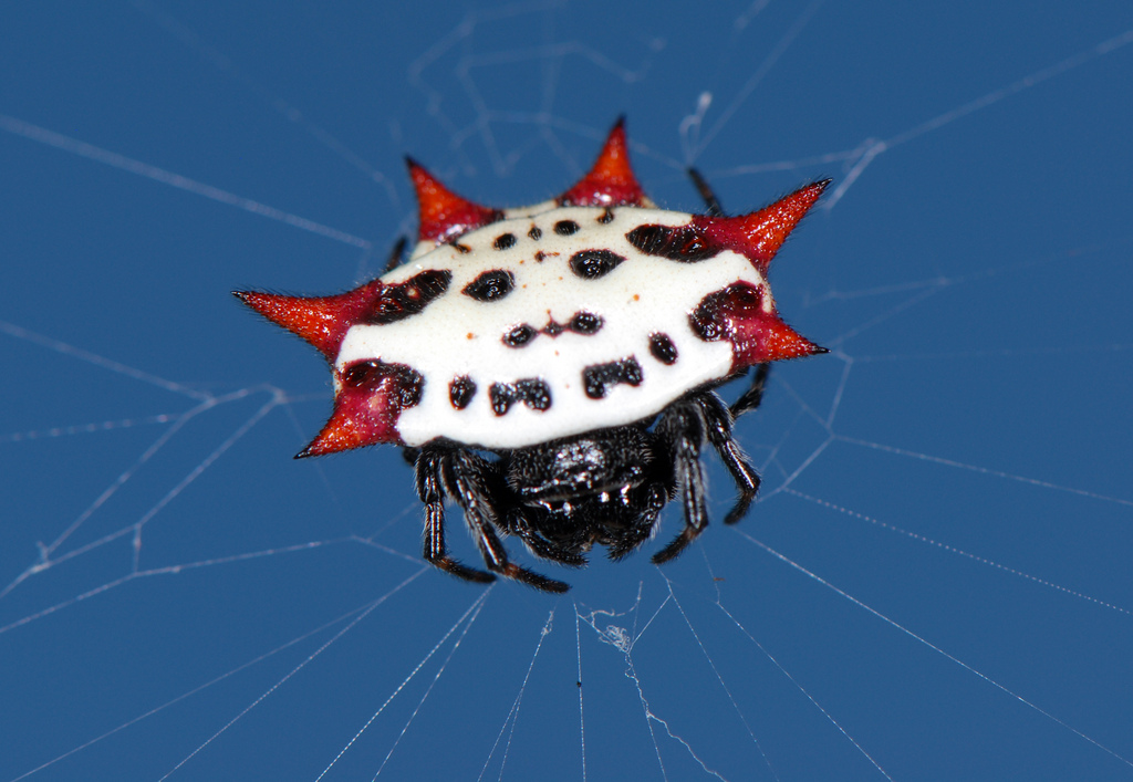 Real Monstrosities Crab Like Spiny Orbweaver