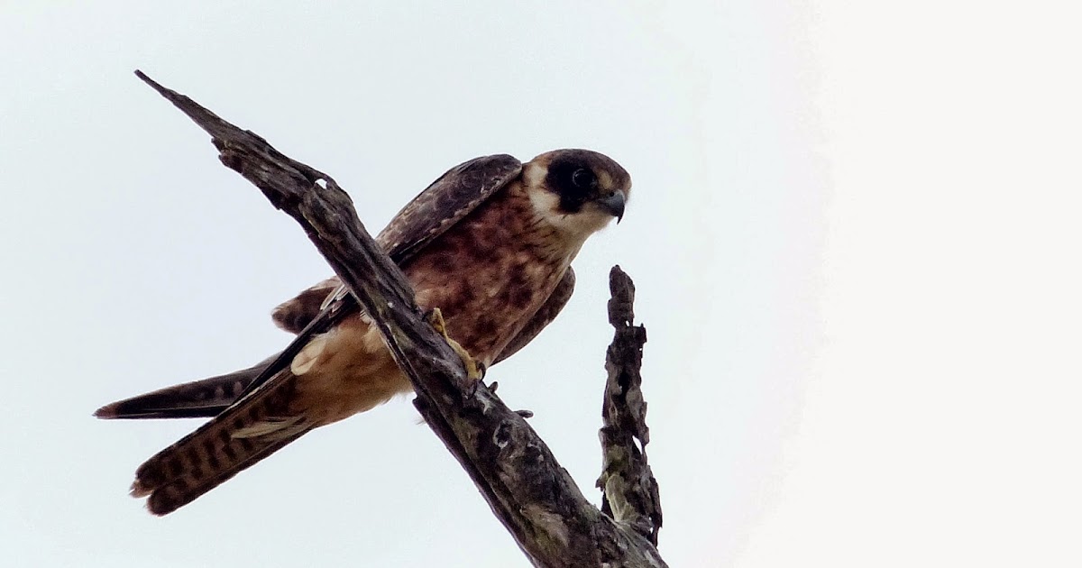 A.W.Birder Always on the lookout for fine birds... South Queensland