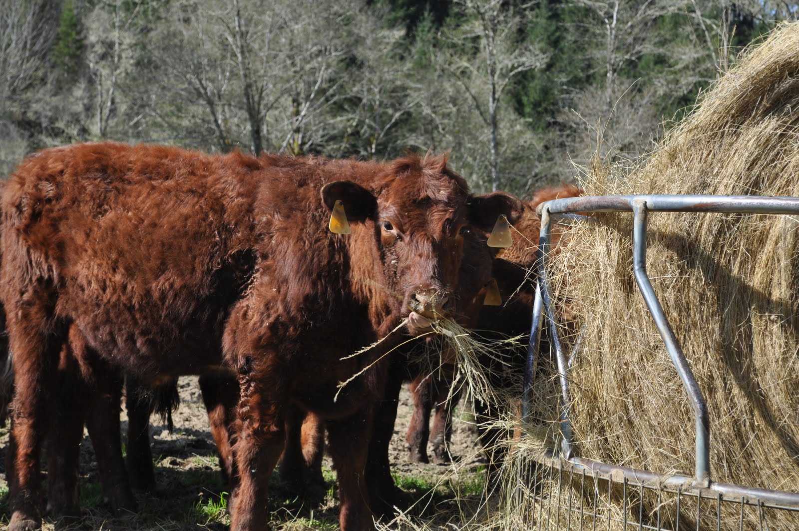 LuAnn Kessi Feeding Yearling Cattle...