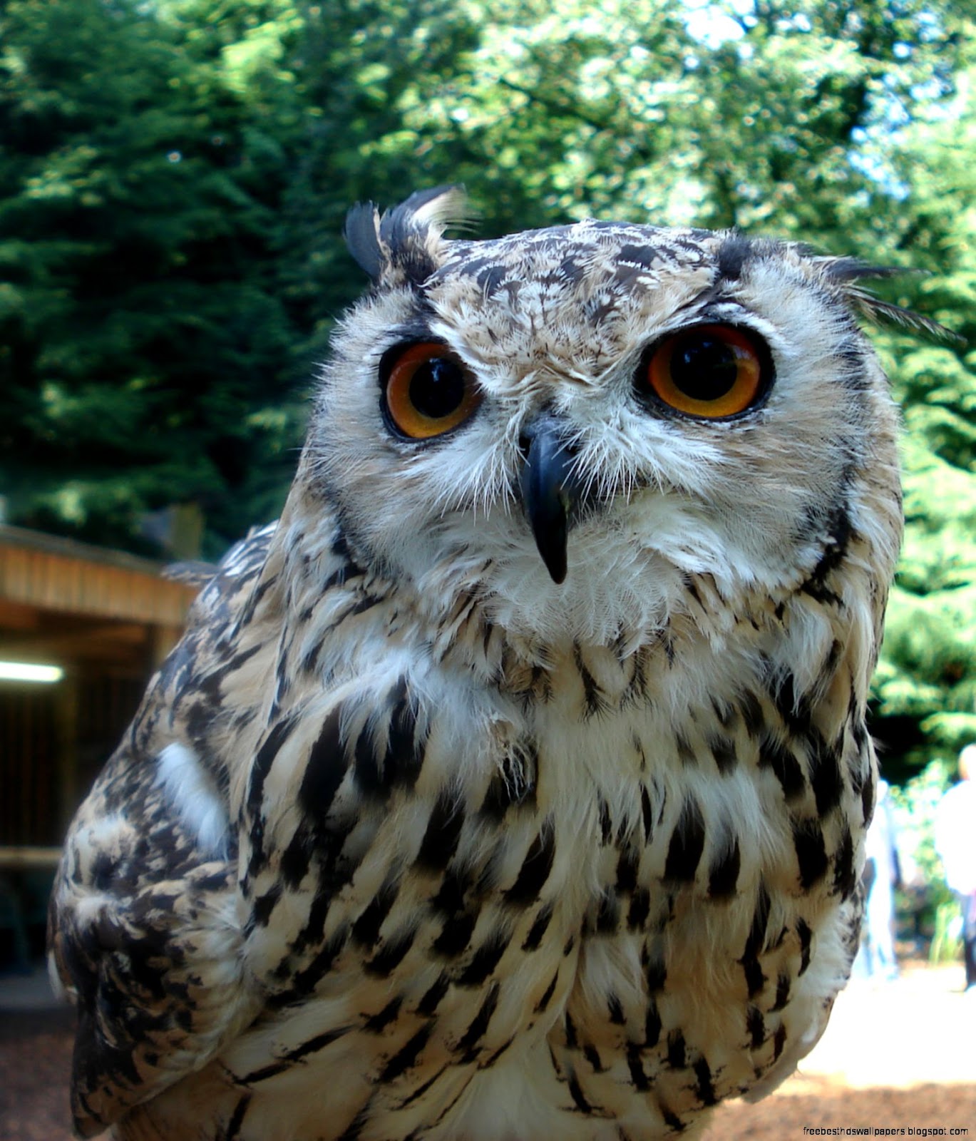 Indian Eagle Owl Indian Eagle Owl