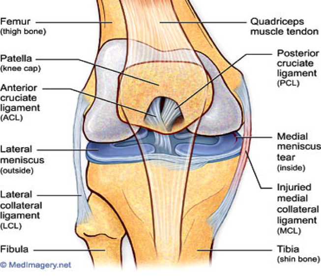 discus articularis acromioclavicularis