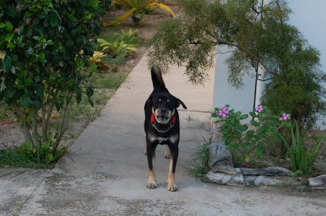 Наш любимчик Nero. Наш любимчик Nero.