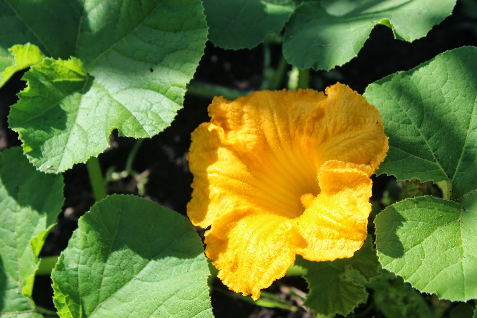 Squash Blossom Farm Sunday Morning in the Gardens