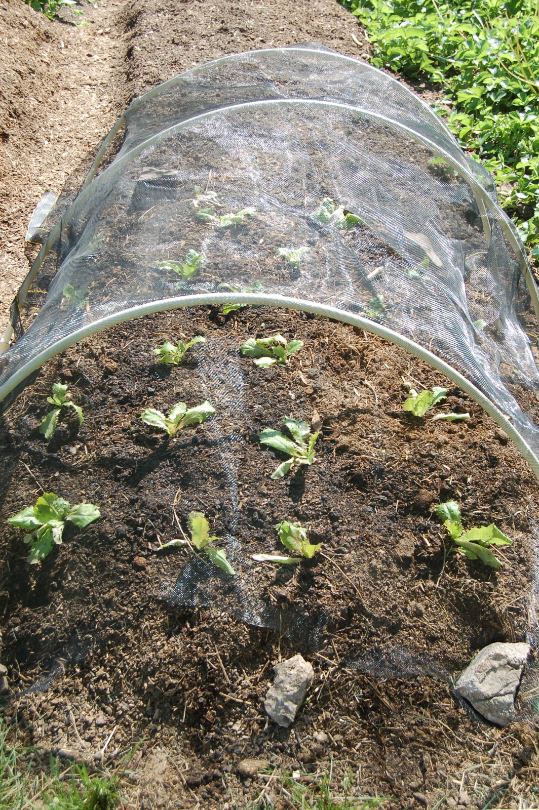 Midwestern Garden Head lettuce and hoop tunnel with shade cloth.