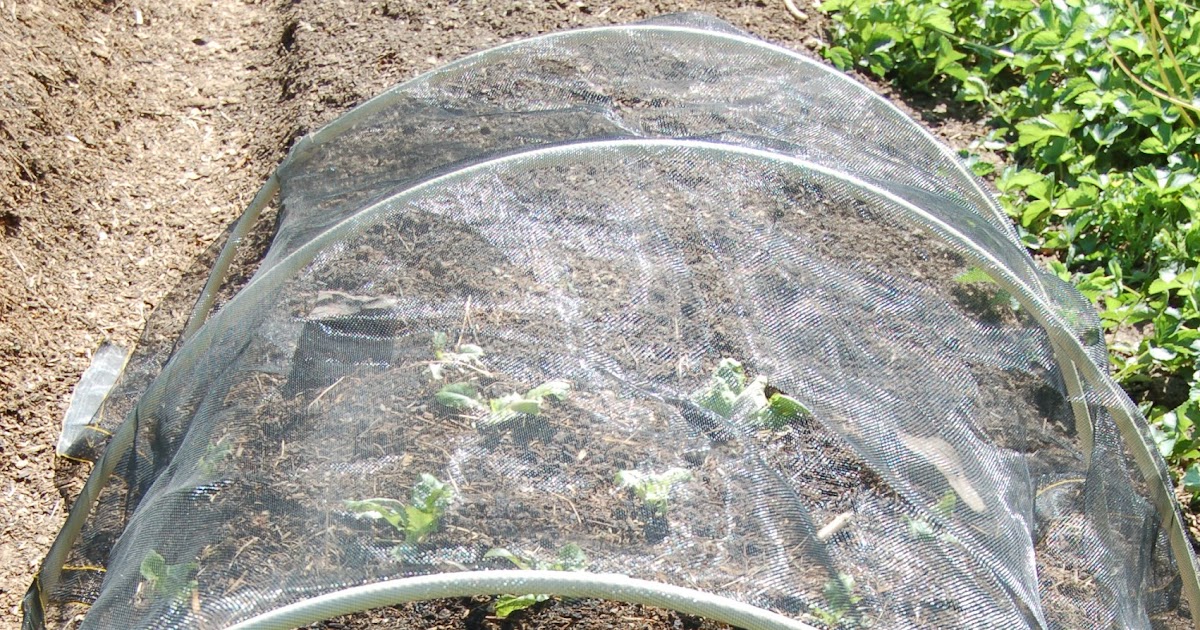 Midwestern Garden Head lettuce and hoop tunnel with shade cloth.
