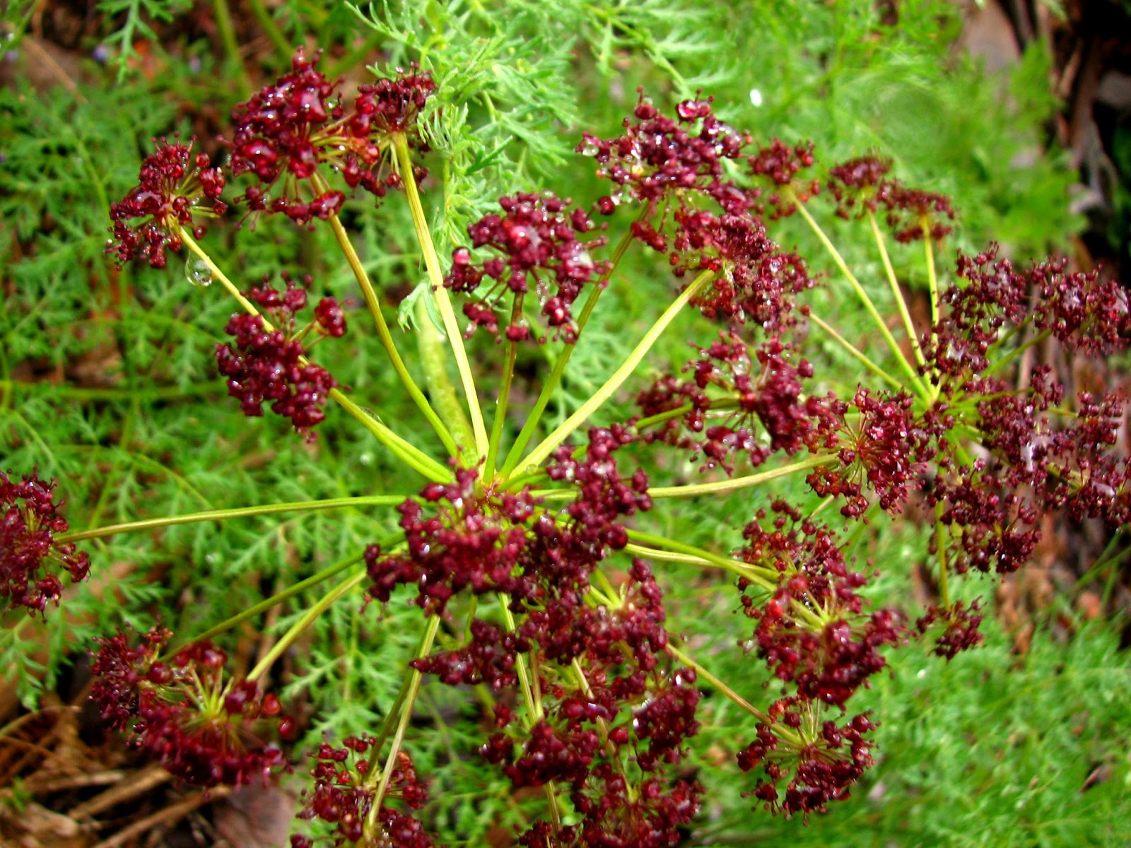 Flora montana Nineleaved Desert Parsley