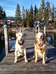 2 dogs on dock