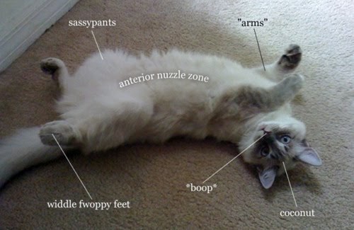ThurstonBlog (c2009- ): Diagram of Feline Anatomy