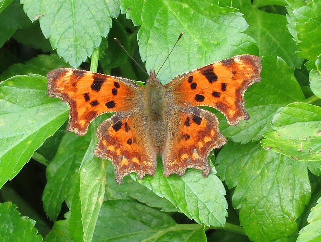 Comma Butterfly (Polygonia c-album) sitting on the leaves of Alexanders - wings open.
