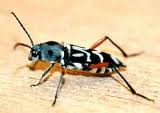 White Stem Borer