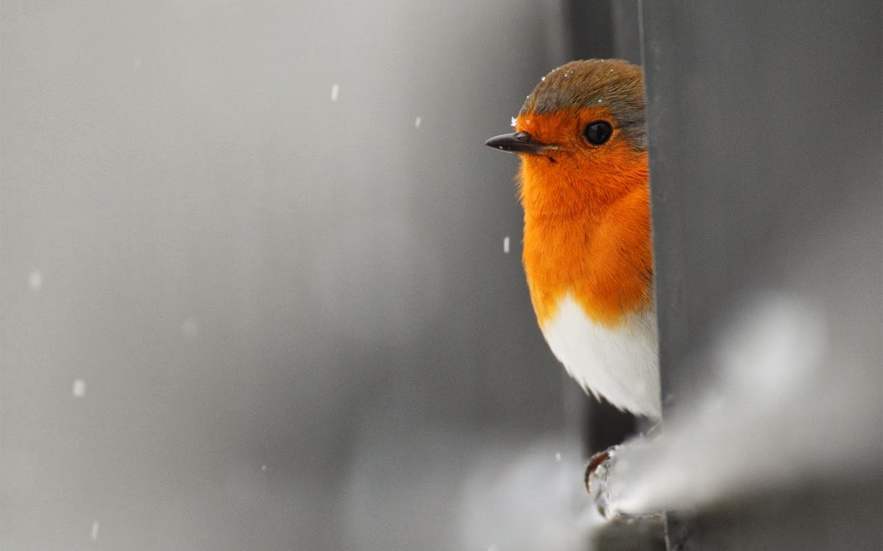 images hd alone love bird hd wallpaper