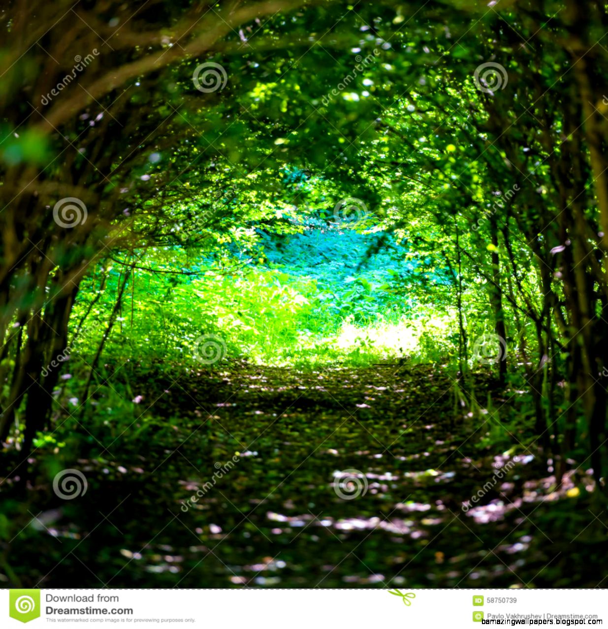Magical Forest With Path To The Light Stock Photo Image 58750739 Magical Forest With Path To The Light Stock Photo Image 58750739
