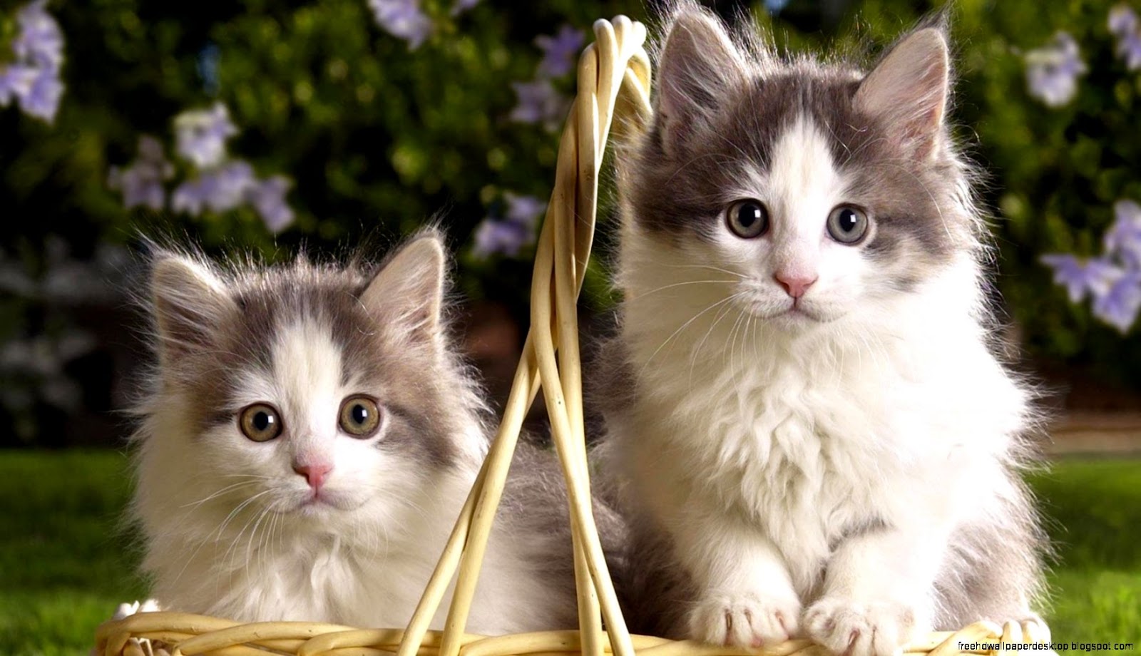 Beautiful Cats and Kittens Beautiful Cats and Kittens