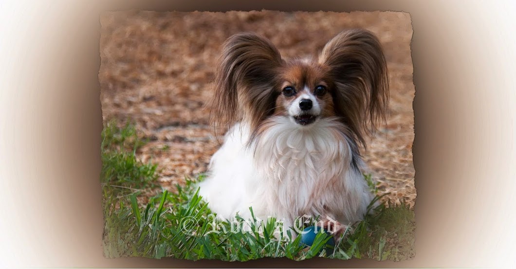 Road's End Papillons Ear Fringing on Russian Toy, Prague Ratter