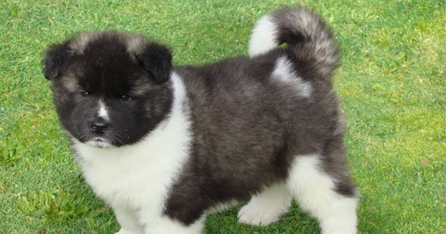 Gambar Anjing Ras Foto Anak Anjing Lucu Gambar Anjing Akita Amerika