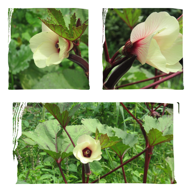 Central Virginia Organic Gardener Burgundy Okra