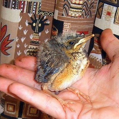 Baby thrush bird |Funny Animal