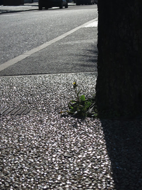 Plant by tree in central reservation in city road with sunlight reflecting on hard surface.