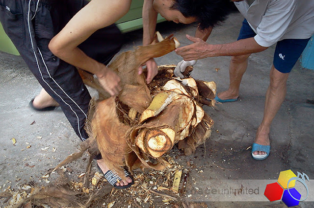 mknace unlimited | proses umbut kelapa