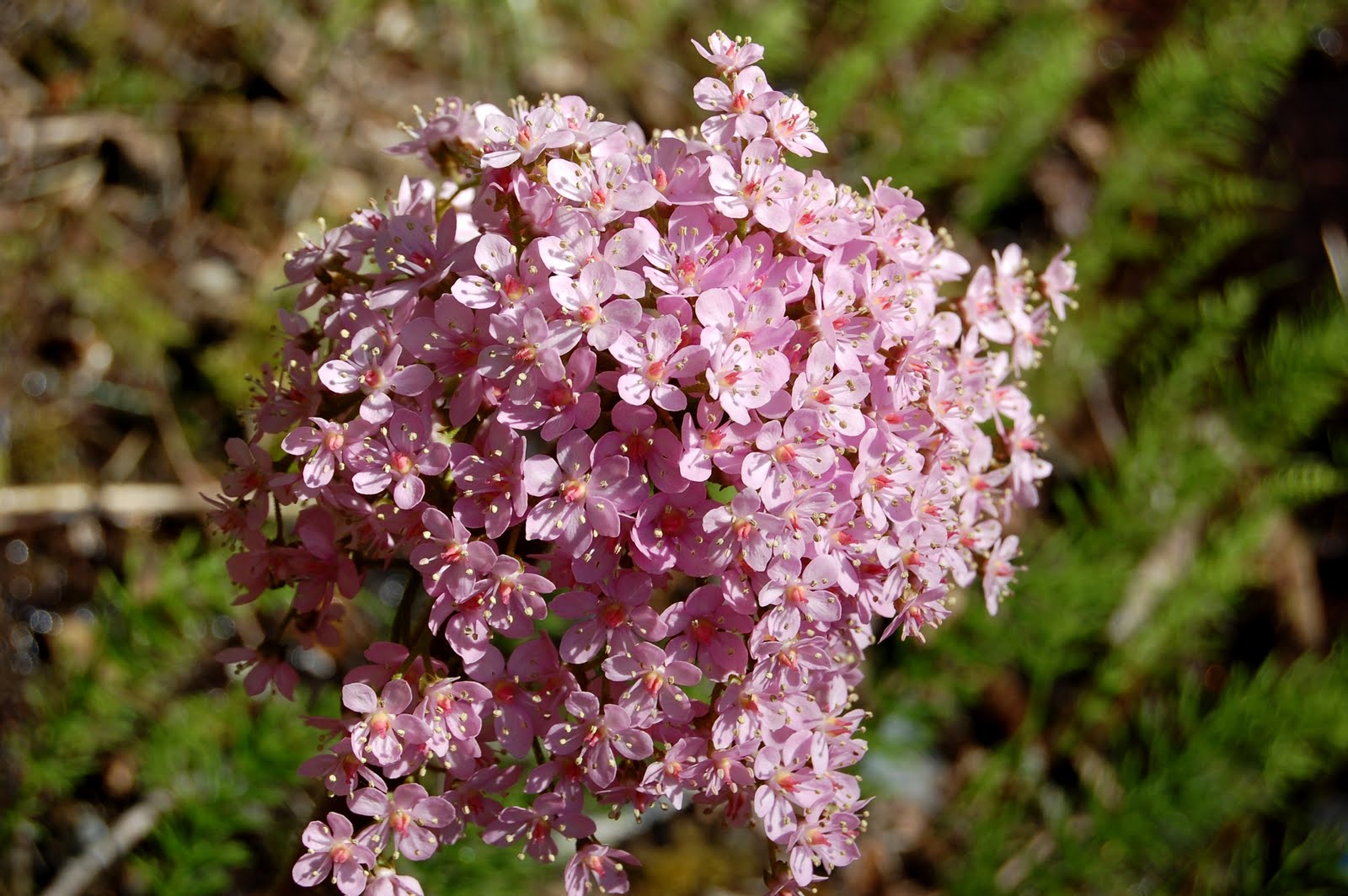 blackoaknaturalist Umbrella Plant Has Arrived!