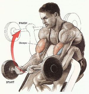 Bicep Workouts3 Bicep Workouts3