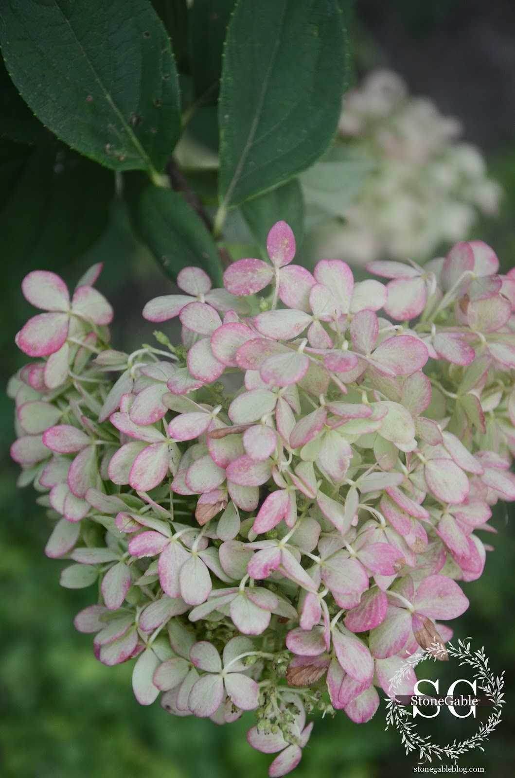 Pink Hydrangea Macrophylla Stock Photos Pink Hydrangea