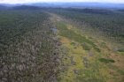 Remaining peat land in Angkola Ecosystem