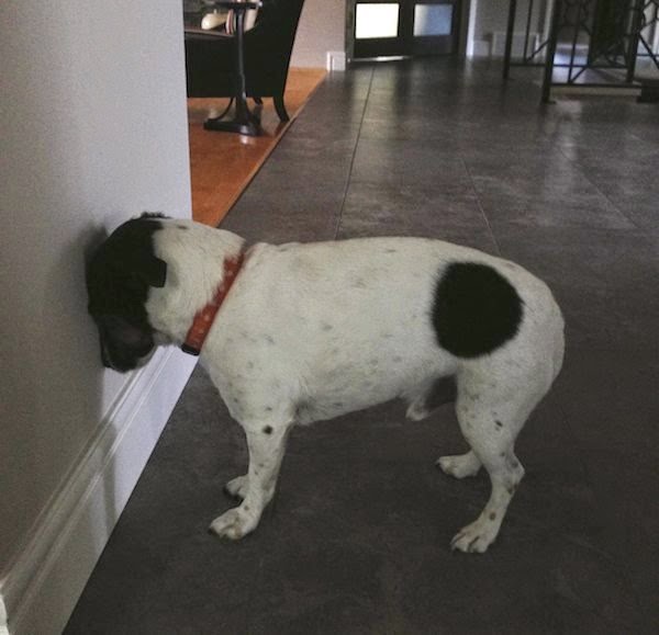 All About Our Pets Is Your Dog "Head Pressing"? Call Your Vet ASAP