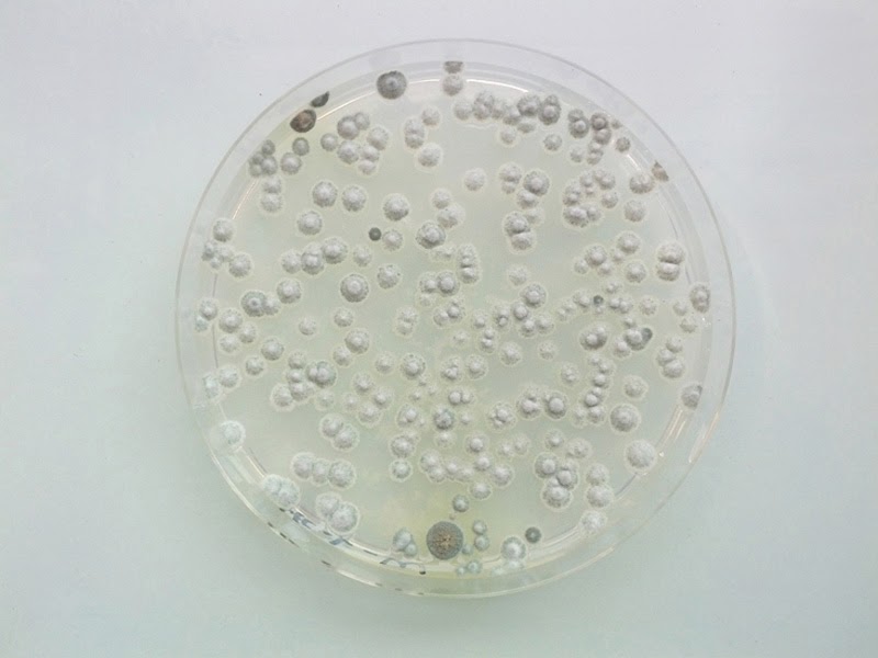 Magical Contamination de Antoine Bridier-Nahmias