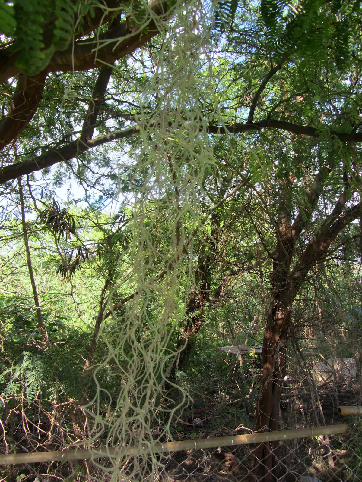 Air Fern Care