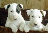 Bull Terrier Inglês-História da Raça