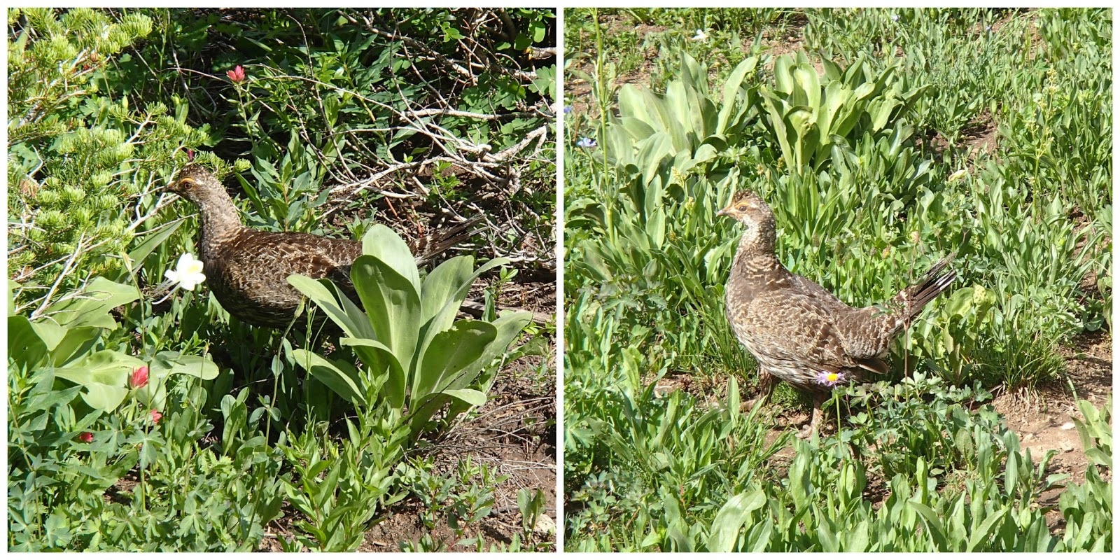 Crazy Hiker Chick Lovely Lake Catherine