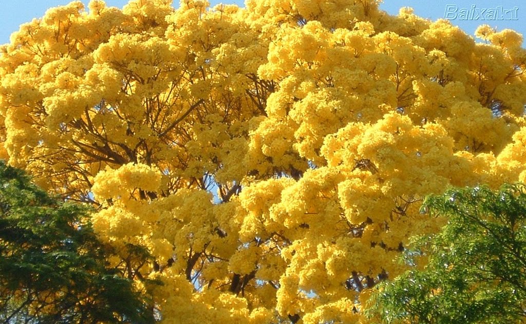 Blog do Charles Fonseca Imbuia