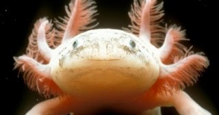 Android Phones Wallpapers: Android Wallpaper Axolotl
