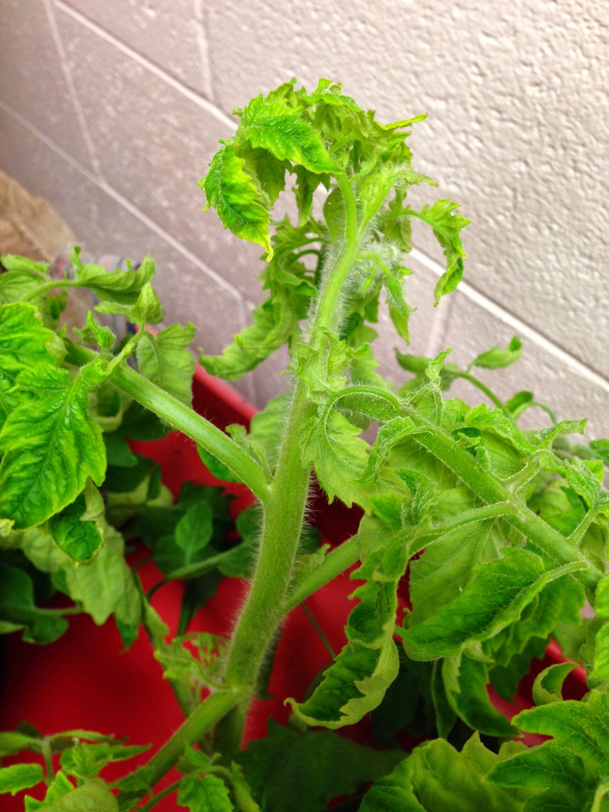Vegetable and Fruit Gardening in SW Florida TYLCV Tomato