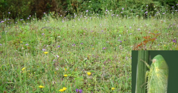 Society for Conservation Biology Europe Section: Do fragment size
