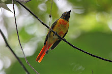 Scarlet Minivet_2011