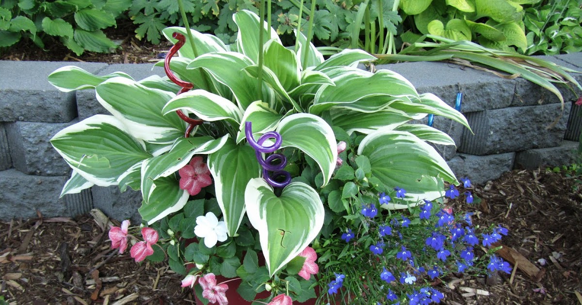 Cheesehead Gardening Hostas in Containers