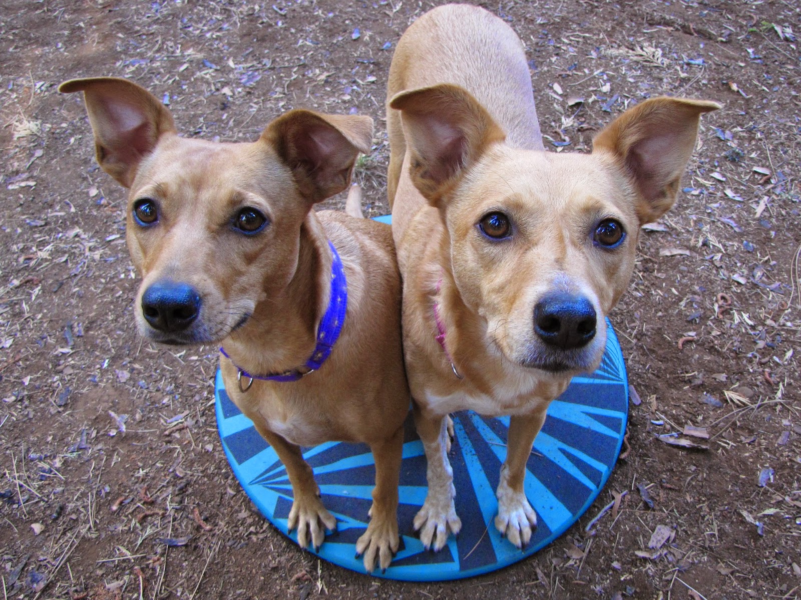 ZoePhee Wobble Board Workout for Dogs
