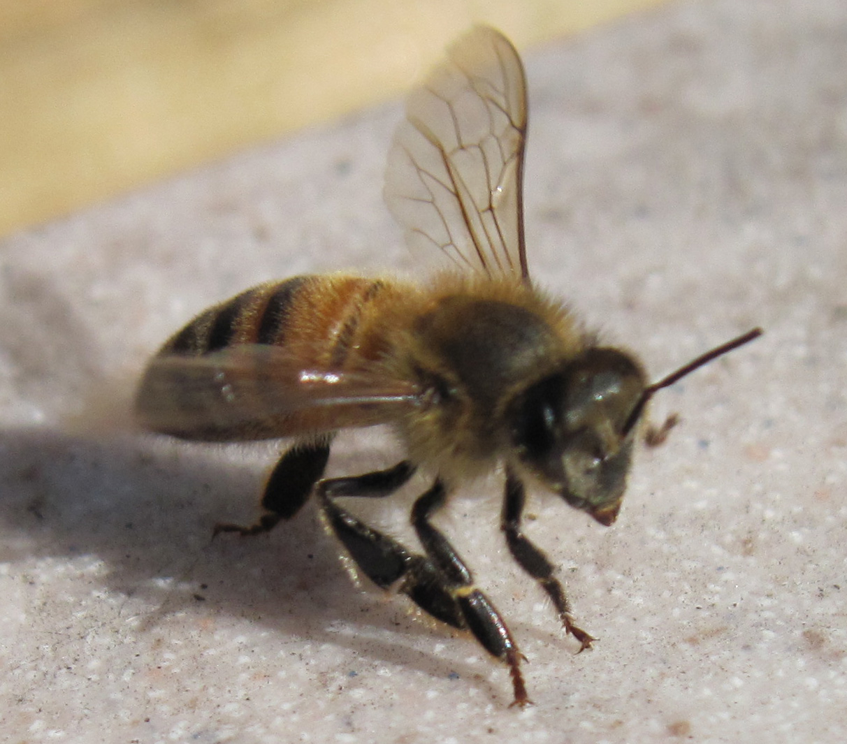 A & K's Honey Bees Getting ready for cold weather.