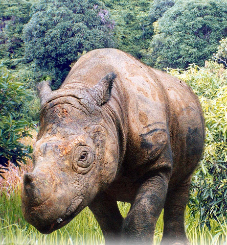 baby javan rhino