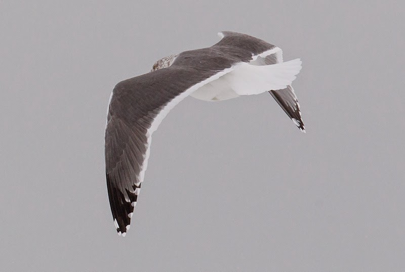 The Bruce Mactavish Newfoundland Birding Blog hybrid Lesser Black