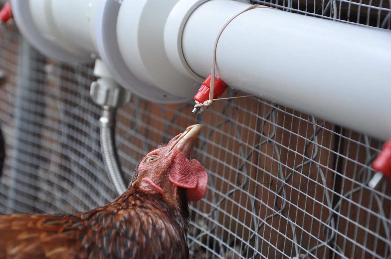 Product Review The Chicken Fountain Community Chickens