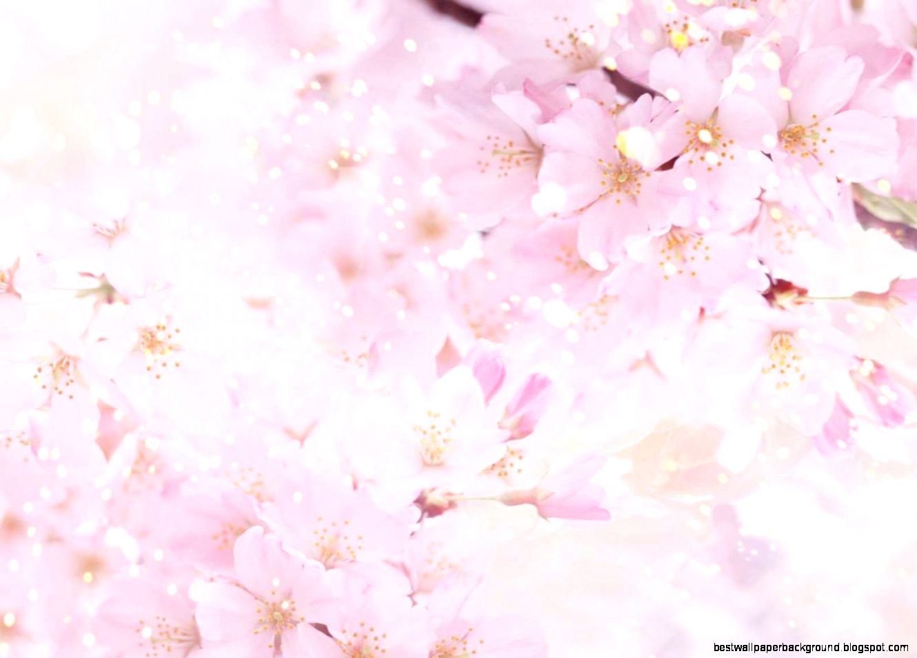 Flowers Background 4K Background 8 Flowers Background 4K Background 8