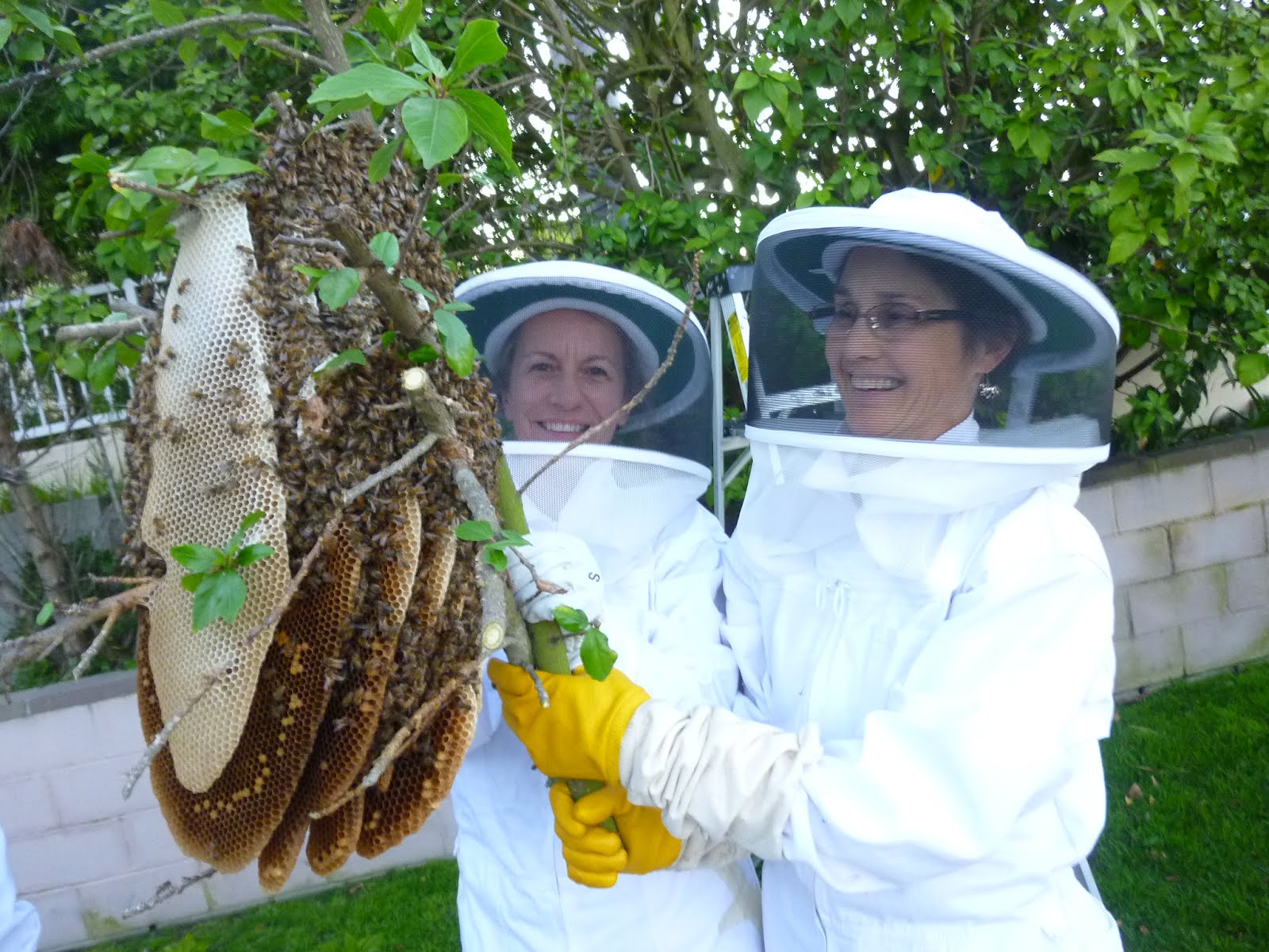 Big Bee Hives