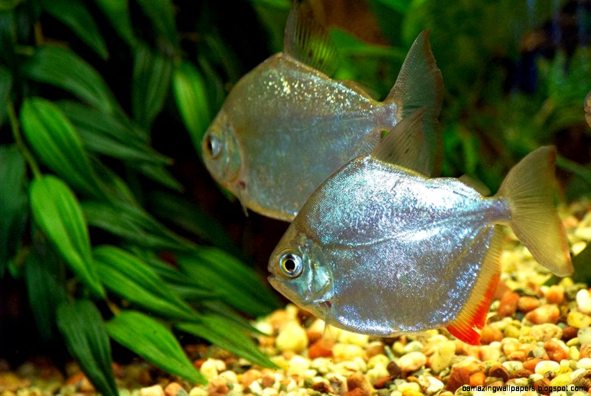 Freshwater Fish Backgrounds HD Wallpapers on Freshwater Fish Backgrounds HD Wallpapers on