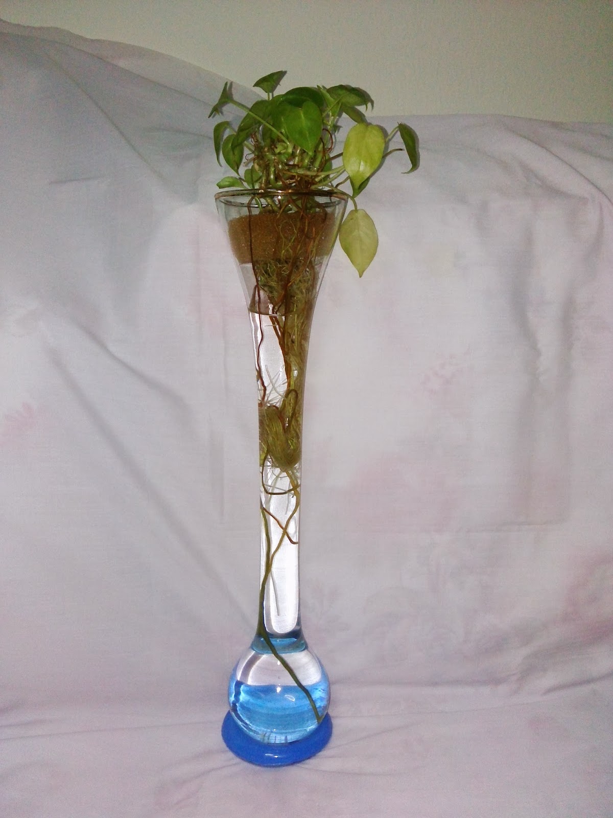 Me No Geek indoor plants in water only (stagnant hydroponic)