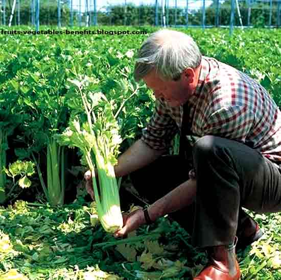 Fruits & Vegetables Benefits benefits of juicing celery